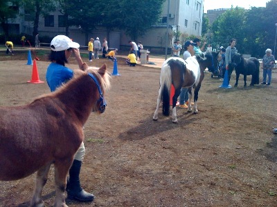 pony1