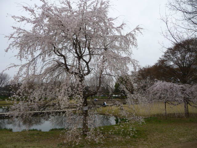 4　三春の垂桜