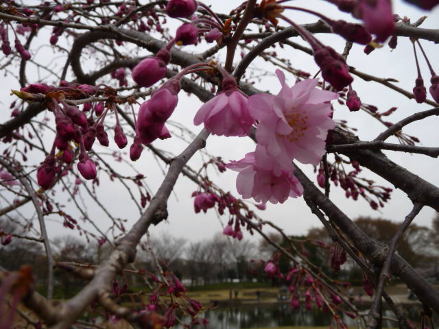 2　しだれ桜ピンク