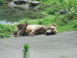 クマのお昼寝