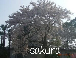 sakura