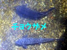 大きい！