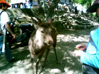 奈良公園_鹿