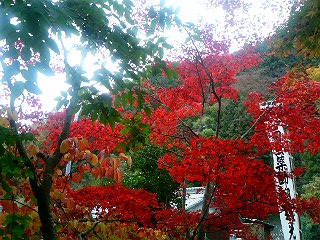 横蔵寺の紅葉