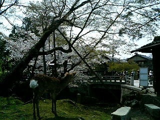 奈良公園with鹿
