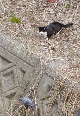 鳩を狙う猫