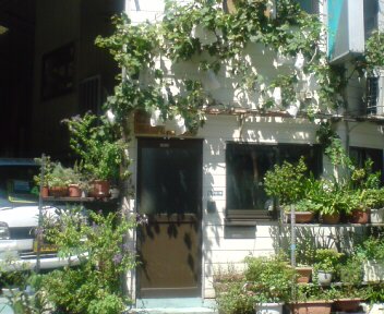 緑のカーテン　武道