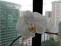 1orchid