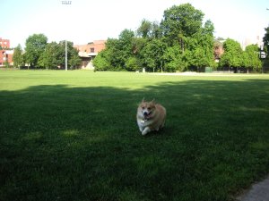 Rikki at Park.jpg