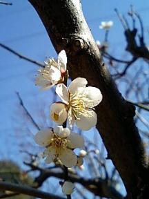 桜・アップ