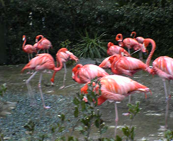 flamingo.jpg