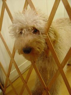 ねえねえ、ごはんまだぁ？