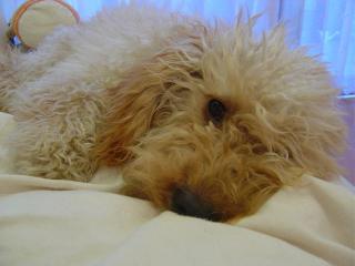 むにゃむにゃ・・・