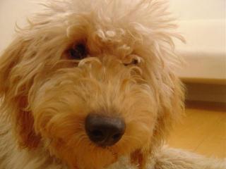 ボクが何か・・・？