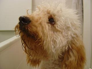 ドロドロじゃないの！