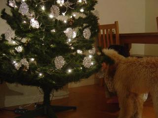 クンクン・・・はじめまして。