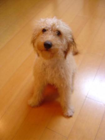 しょぼしょぼ・・・