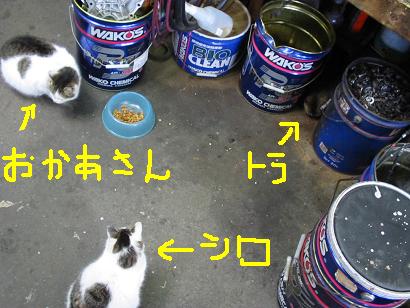 3piki