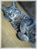 猫ちゃん