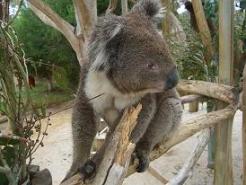 コアラ