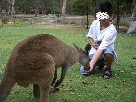 カンガルー.JPG