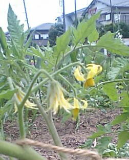 トマトの花