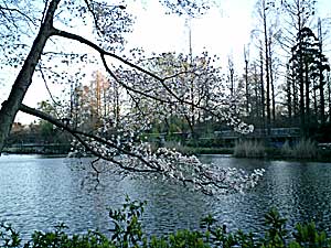 070318 井の頭公園の桜