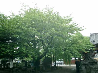 080427 浅草神社の桜