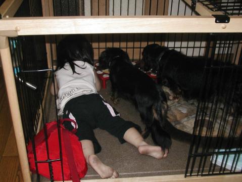 犬小屋２