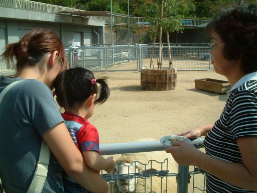 ひつじのエサやり