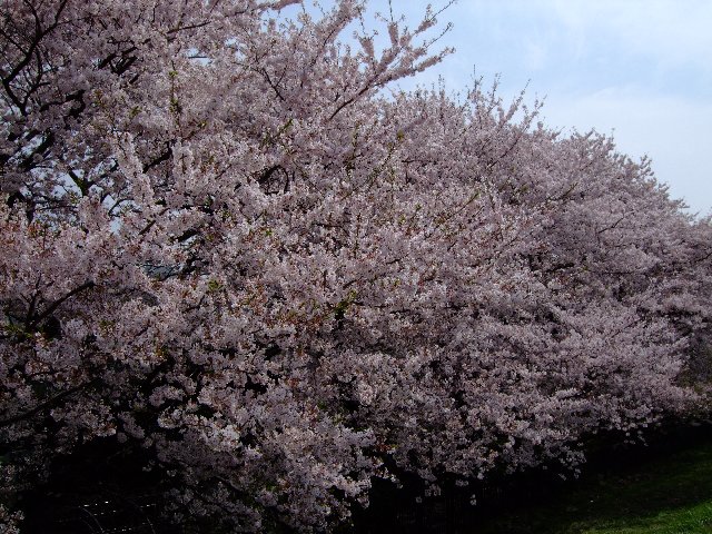 桜　１