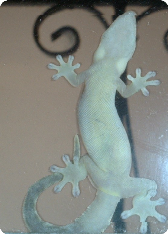 gekko2