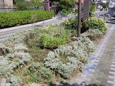 つつじ公園