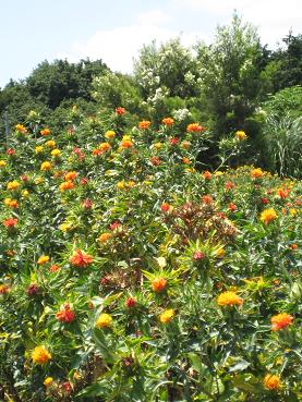 12%紅花とティートリー 041.JPG