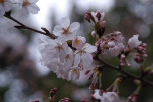 桜２