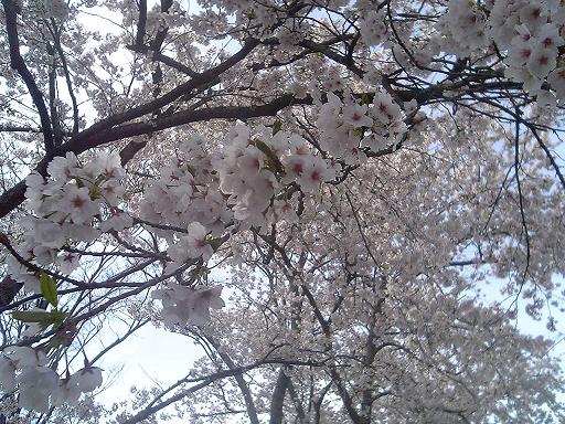 2006桜