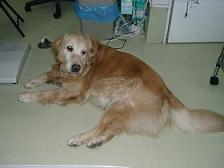 看板おばーちゃん＾＾