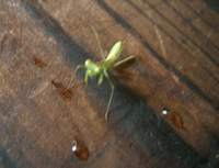 ものすごく小さい