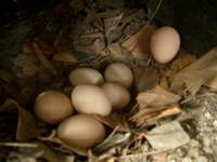 こんなに卵が！