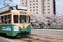 路面電車と桜.jpg