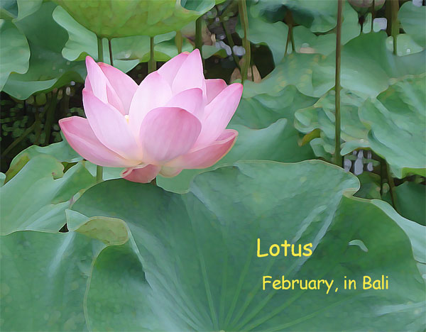 lotus-bali