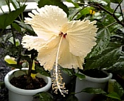 コーラルレモン070818