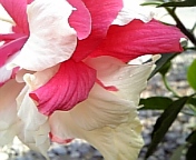 クラシックホワイト081021-6