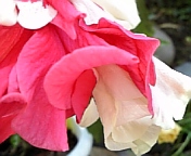 クラシックホワイト081021-7