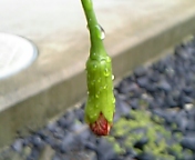 フウリンブッソウゲ060710_2