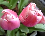 チューリップ_100405