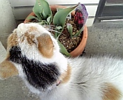 keiとチューリップ080316