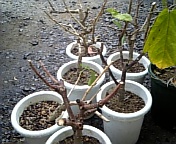 ハイビスカス_100226-1