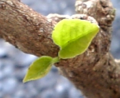 ハイビスカス_100226-2