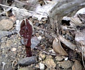 クレマチス_100323